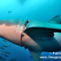 Requin blessé FB11